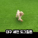 도그힐튼 이미지