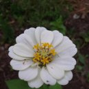 백일홍상사 이미지