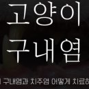 판교종합 동물병원 이미지