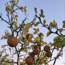 탱자나무 손국복 시인 시평 이미지