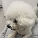 미밍코롯데울산