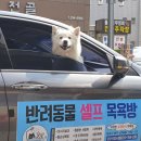 버블독 이미지