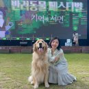 펫팸푸드 | 춘천가볼만한곳 2024 춘천 반려동물 페스티벌 반려견 동반 여행