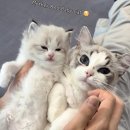 달냥이하우스 이미지