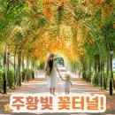부명고등학교 | 부천중앙공원 능소화터널 수백만 송이 피는 뜻밖의 공원