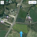 제주542펜션 | 제주 산방산 유채꽃 실시간 후기, 지금이 딱 인생샷 타이밍