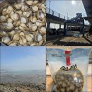 하누리마을 | 대부도 갯벌체험 | 선재어촌체험마을 동죽요리추천