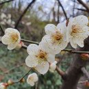 파티포파