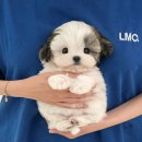 광주강아지분양 고양이분양 미유펫 본점 이미지