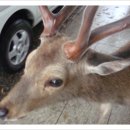 황금사슴농장 이미지