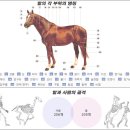 말을보는 요령 &amp; 경마,말 에 관하여,,, (출처=KRA) 이미지