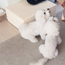 파파 펫 푸드 네이버블로그
