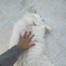 신성동물약품병원 | 안양 동물병원 정착한 바하 고양이 동물병원 내돈내산 진료 후기(장점, 단점, 주차)