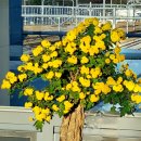 용문산 은행나무길(물소리길 6코스) | 가을날 최고로 빛났던 양평물소리길 마지막 6코스