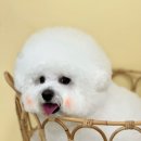 그루밍 봄 이미지