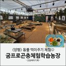 경기도 아이와 가볼만한 곳 양평 굼프로 곤충체험학습농장 동물먹이주기체험 후기