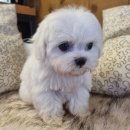 아이러브독 강아지분양 부천점 | 13년 전통, 믿을 수 있는 강아지분양! 아이러브독 부천점에서 행복한 가족을 만나세요