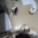 팅커벨 이미지