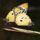 상생(相生) 이미지