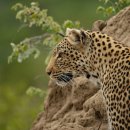 하쿠나마타타 이미지