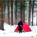 잣나무숲 이미지