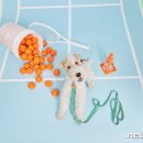 멍멍아 산책가자 이미지