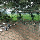 몽산포 기러기농장 이미지