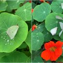 나비부화장 이미지