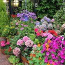 타샤의정원 이미지