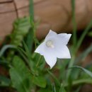 개천사 부도군 이미지