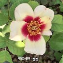 페르시안