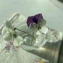 (주)솔벳 이미지