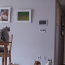 고양이날다 이미지