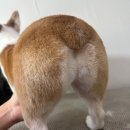 븜프그루밍 이미지