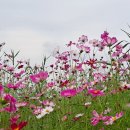 산동교(영산강) 수변길 이미지