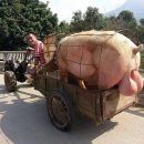 돼지왕 네이버블로그