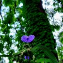 남태령옛길 이미지