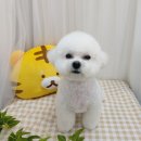 털뭉치이발소 이미지