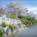안성비봉산 캠핑장 | 서울 근교 벚꽃 캠핑 명당｜안성 비봉산 캠핑장 리뷰 &amp; 예약 팁 총정리