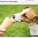 개도 단맛을 알고 좋아한다(dogs can taste sugar) 이미지