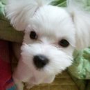몽몽이 이미지