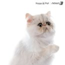 우다다 이미지
