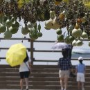 대통령공원 진돗개 이미지