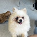 멍브로 이미지