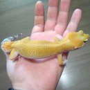 발디가그룹