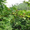 삼시세끼, 진주 6월편 이미지