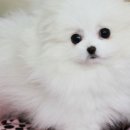 화이트포메라니안 이미지