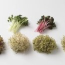 새싹마트 이미지