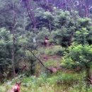 사슴자연 방목장 이미지