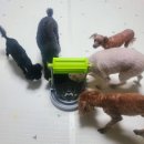 딩동멍 | 강아지 냄새 맡는 이유🐶 산책보다 냄새를 좋아하는 이유, 3보 1킁